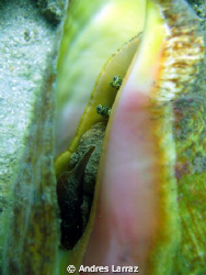 CONCHING by Andres Larraz 